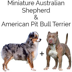 Mini Aussietare Dog
